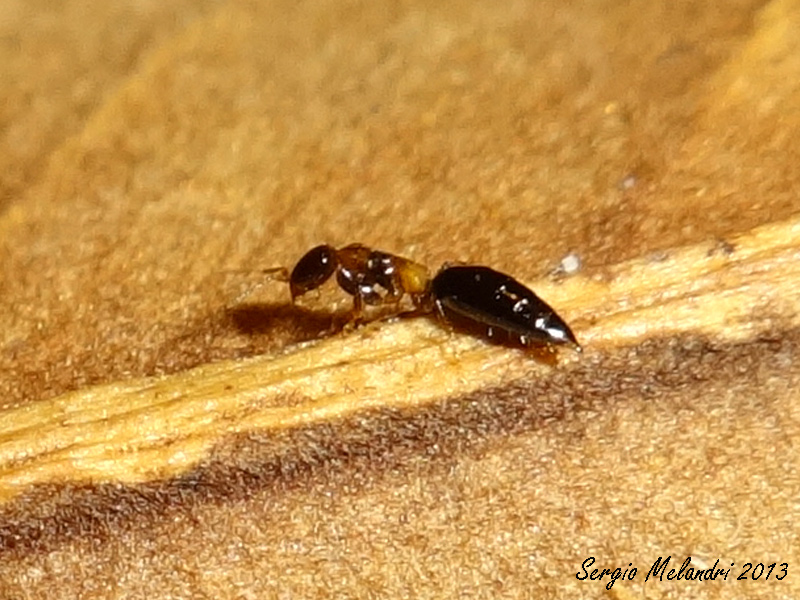 Imenottero o cosa ? Sclerodermus sp.